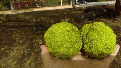 Maclura pomifera, Маклюра оранжевая, Адамове яблуко 300см, фото 1