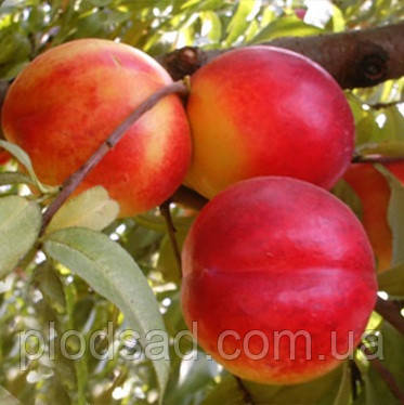 Нектарин Хемус