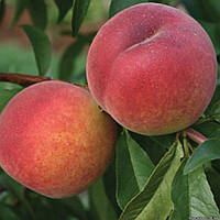 Персик Фрост