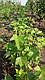 Смородина червона Ровада, фото 2