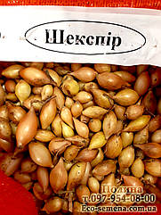 Цибуля сівок озима Шекспір (Shakespeare F1), Голландія, 1 кг