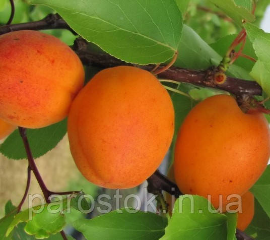 Абрикос Голд Річ. (в). Підщепа пуміселект