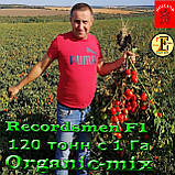 Насіння, томат Рекордсмен f1 EZ 7009 (5000 насіння) ТМ Libra Seeds (США), фото 3