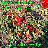Насіння, томат Рекордсмен f1 EZ 7009 (5000 насіння) ТМ Libra Seeds (США), фото 5