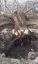 Викорчовувати коріння дерева в Харкові і області