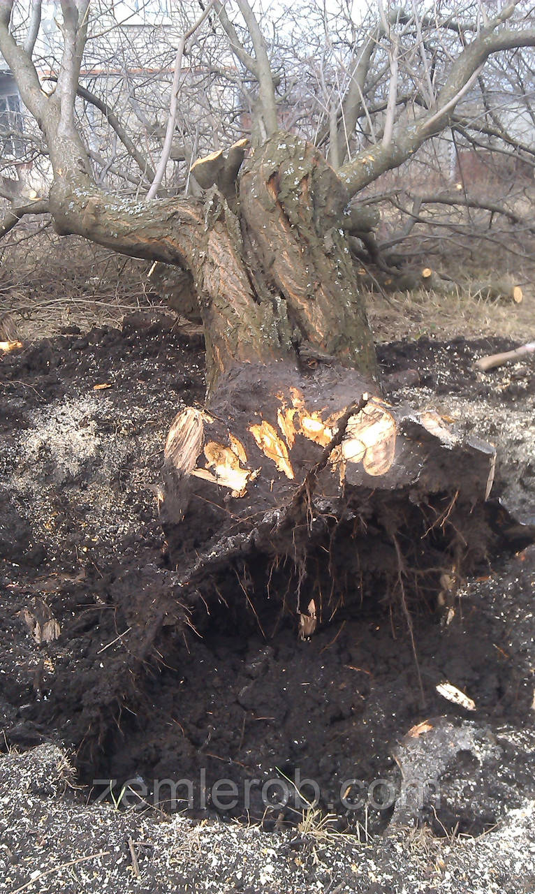 Выкорчевать корень дерева в Харькове и области - фото 1 - id-p4549019