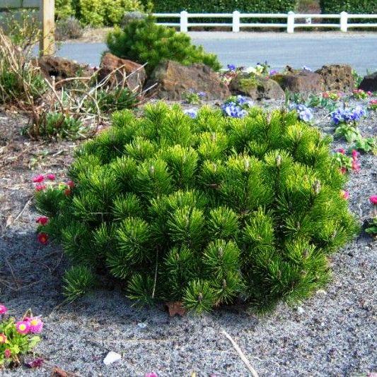 Саджанці Сосни гірської Пуміліо, 4-х річна (Pinus mugo Pumilio) С3