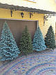 Буковельська зелена 2.3 м лита ялинка штучна, фото 7