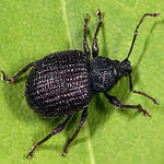 Способи боротьби з жуком-довгоносиком