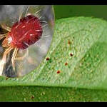 Як позбутися від павутинного кліща