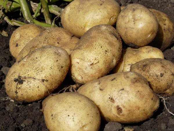Описание и особенности картофеля сорта Санте. Статьи компании «ЭКО ТЕПЛИЦА»