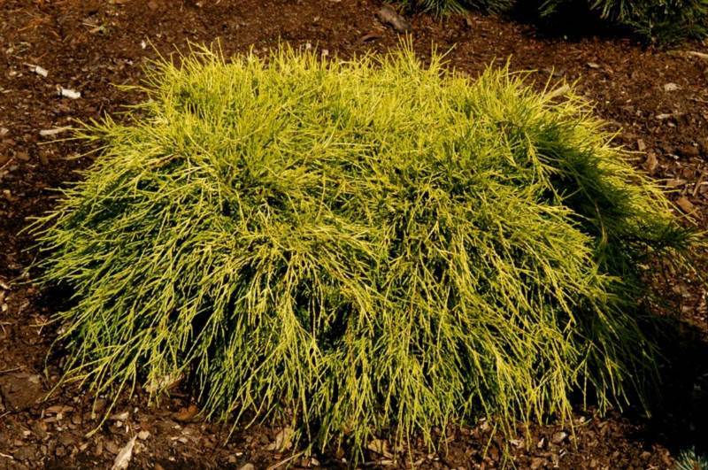 

Кипарисовик горіхоплідний Filifera Aurea Nana 4 річний, Кипарисовик горохоплодный Филифера Ауреа Нана