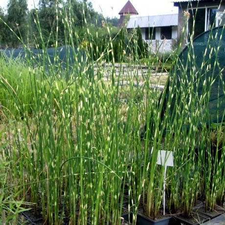 

Камыш Табернемонтана Зебрина - Scirpus tabernaemontani Zebrinus (вторая ц.г.)