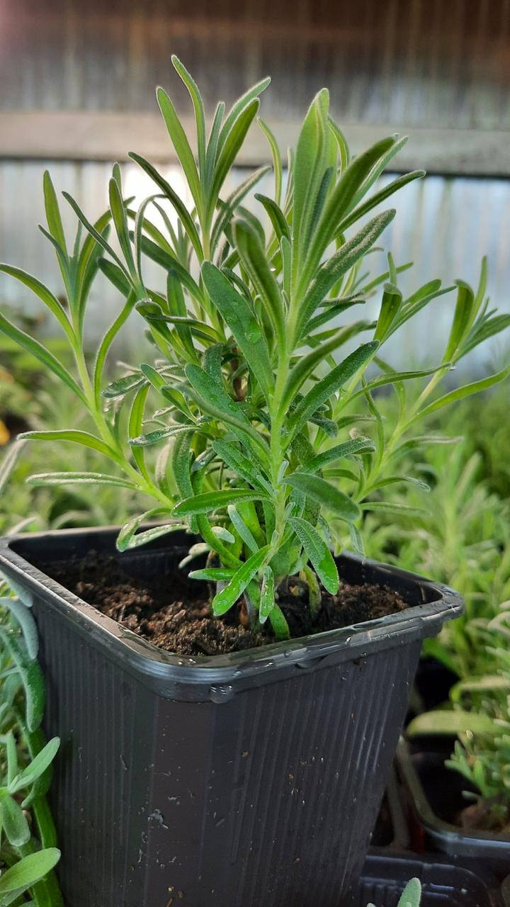 

ЛАВАНДА узколистная, английская (L. angustifolia) сорт Синева (саженцы ЗКС)