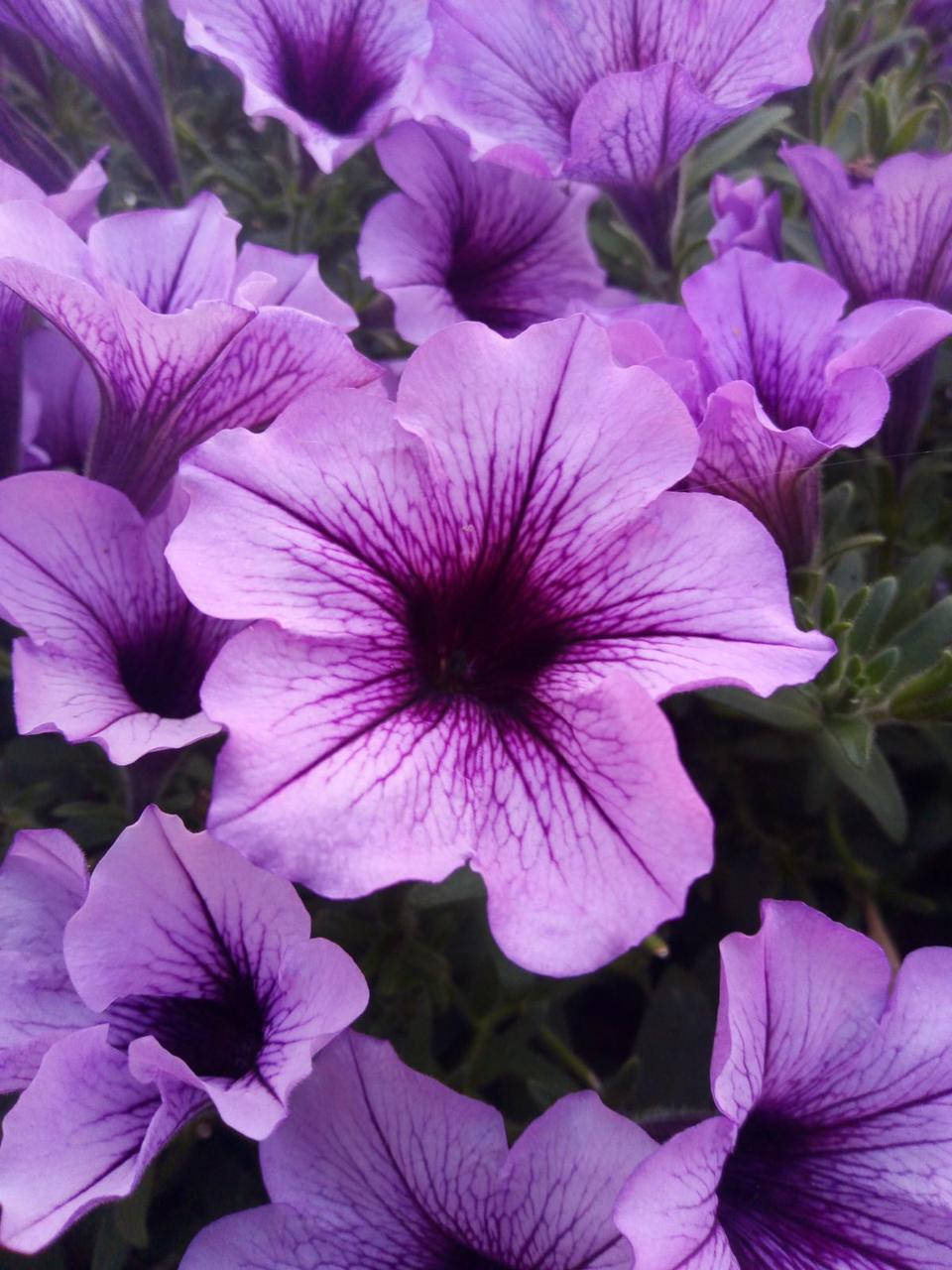 

Петуния Supertunia Bordeaux рассада в горшке 0.3л