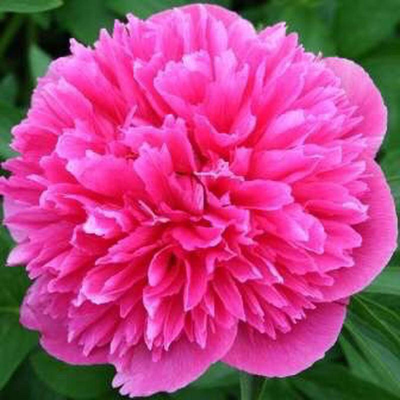 

Пион Rosea Plena (корневища)