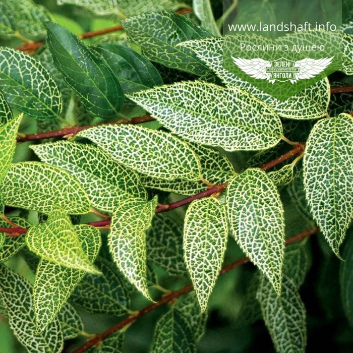 

Forsythia viridissima var. koreana 'Kumson', Форзиція корейська 'Кумсон',C2 - горщик 2л