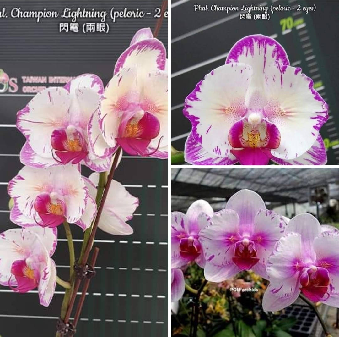 

Phal. Champion Lightning (peloric - 2 eyes) Подросток 1,7 Цветок 8.5 см