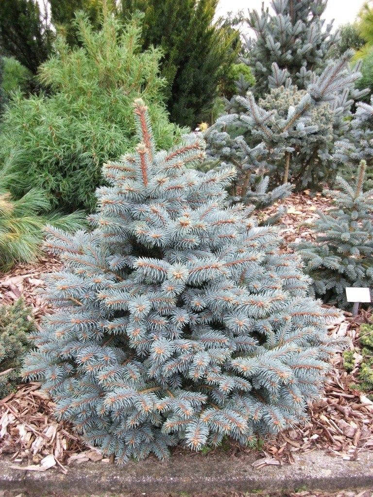 

Ель голубая Блю Диамант \ Picea Blue Diamond (1.5л) саженцы