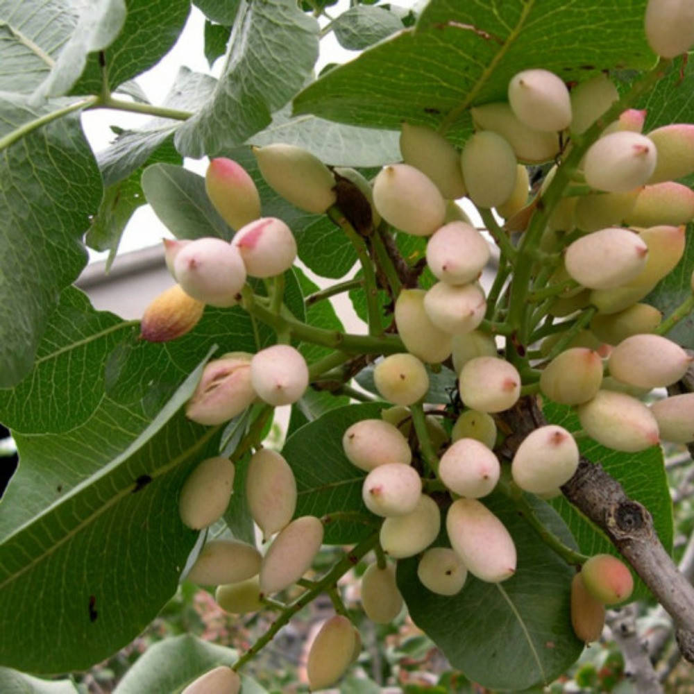 

Фисташка китайская Счастливый Орех