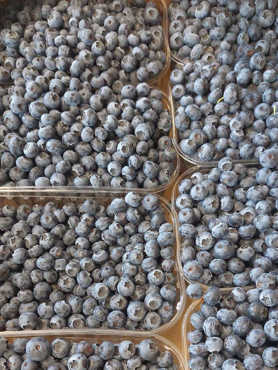 

Голубика средняя (с. Некрасово)