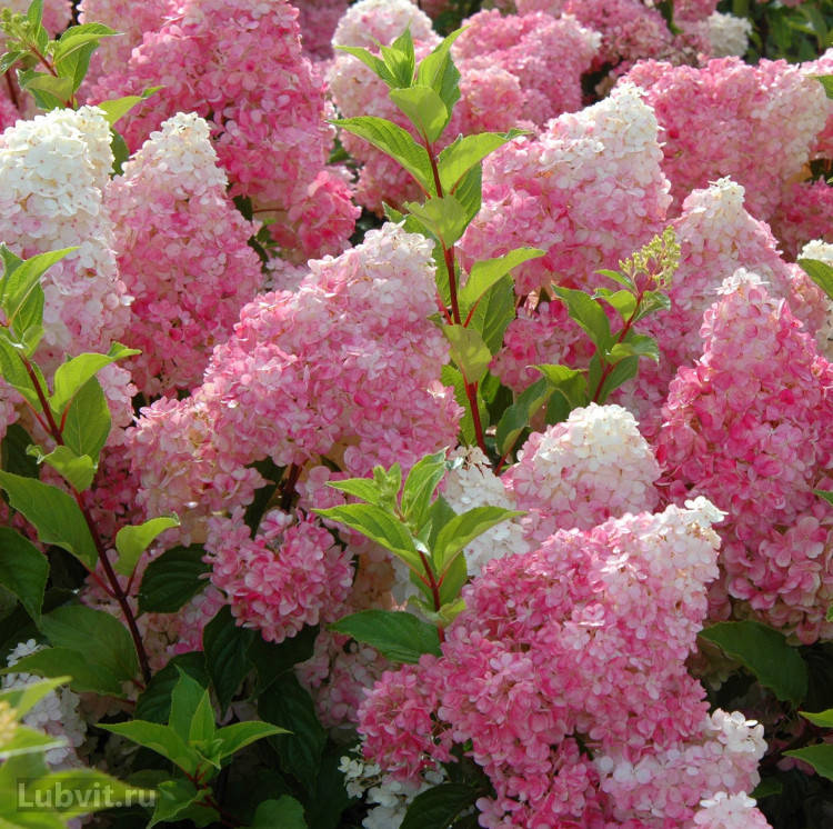 

Гортензия метельчатая Vanille Fraise Р9
