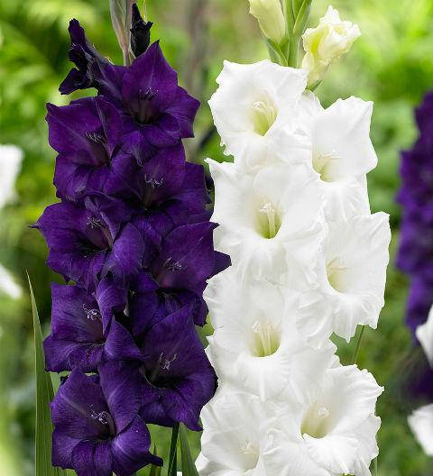 

Набор гладиолусов Ультра 7 луковиц/уп.