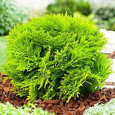 

Саженцы Туи западной Хосери (Thuja occidentalis Hoseri)