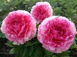 

Пион Роуз Харт (Rose Heart)