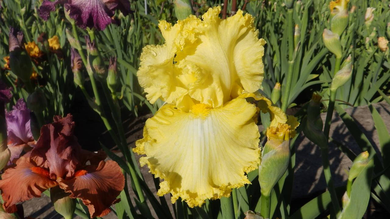 

Ирис Ritzy(Ритси), Хегер . 04.