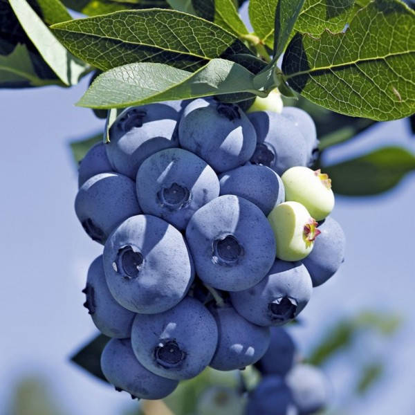 

Голубика "Река" 4-лет. контейнер 5-10 л