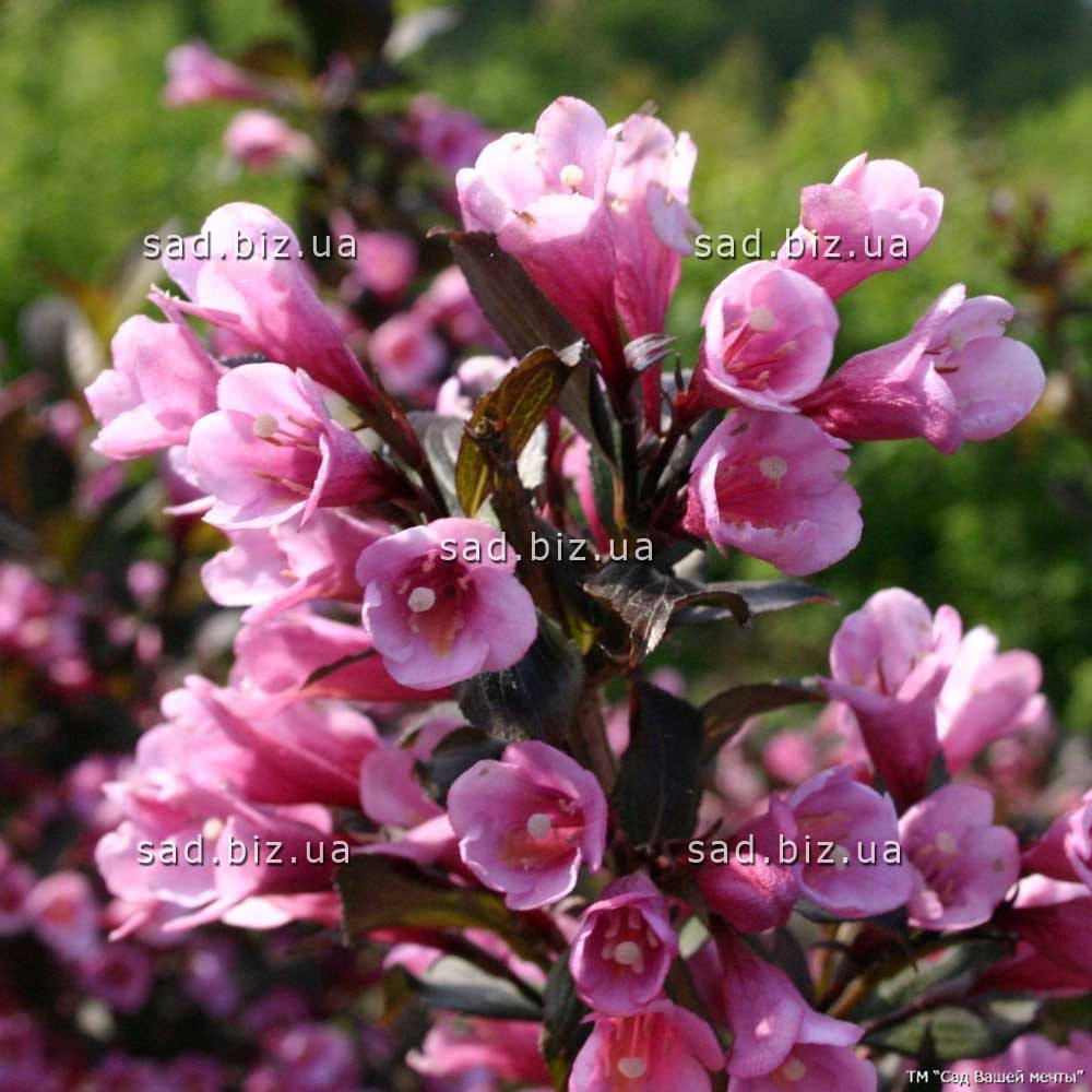 

Вейгела цветущая 'Nana Purpurea'. Контейнер 3 л