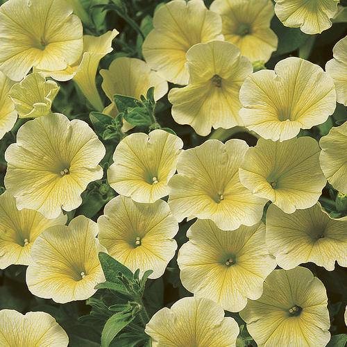 

Розсада ампельної петунії в горщику 9см - Petunia vivini yellow (петуния вивини єллов)