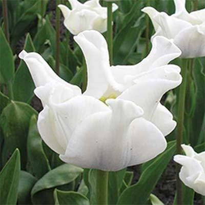 

Тюльпан White Liberstar (луковицы) 2 шт, Белый