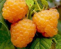 

Саженцы малины "Зюгана Желтая"