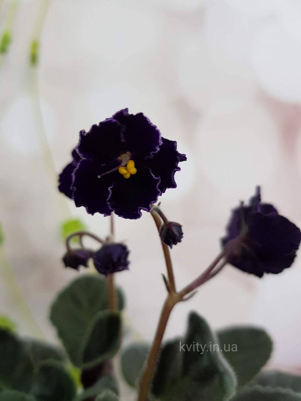 

Фиалка Mac’s Black Pearl (G.McDonald) стартер, Черный