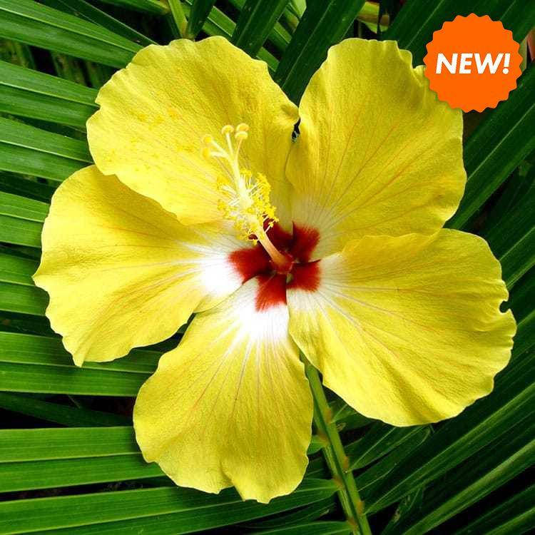 

Hibiscus Palm / Пальма гибискуса, 10 г