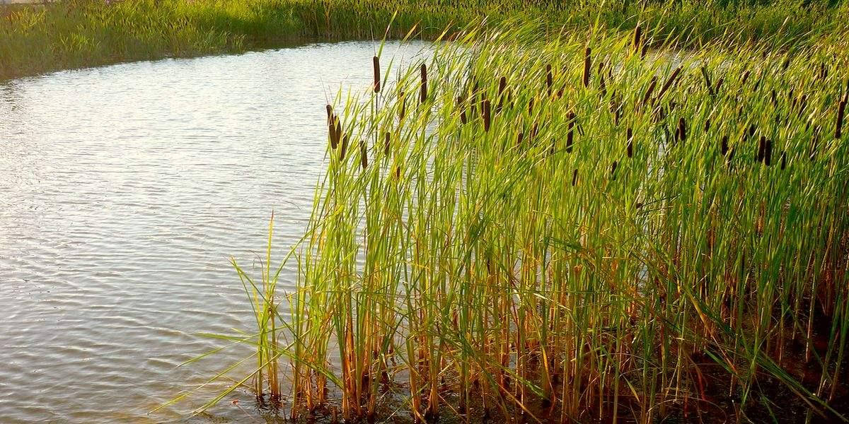 

РОГОЗ УЗКОЛИСТНЫЙ (разные размеры) (5ВР)