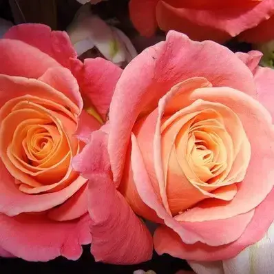 

Роза чайно-гибридная "МИСС ПИГГИ" ('Miss Piggy')