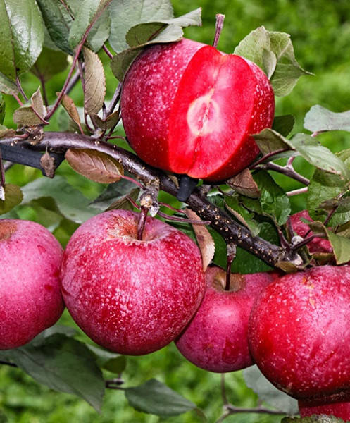 

Яблуня Байя Маріса червономякотна саджанці