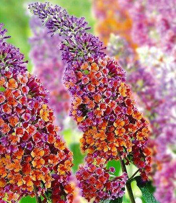 

Буддлея давида Флауэр Пауэр (Flower Power)