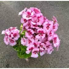 

263. Шёлк Ракушки