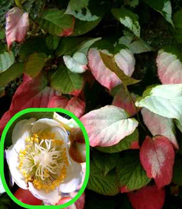 

Актинидия коломикта " Адам " мужской ( саженец 2 года)