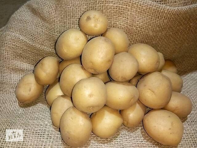 

Картофель Сенсейшн