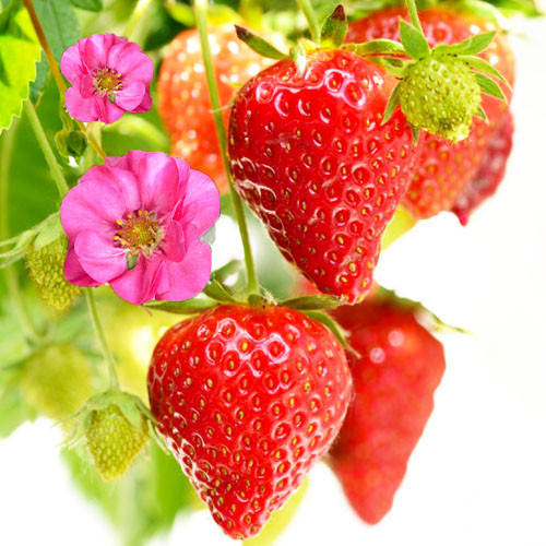 

Полуниця Red Summer Breeze 5 шт (Ремонтантний) (саджанці)