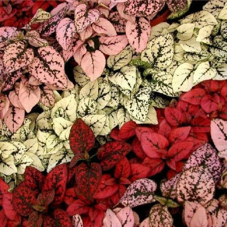 

Семена Гипоэстес Конфетти смесь . 10 шт PanAmerikan