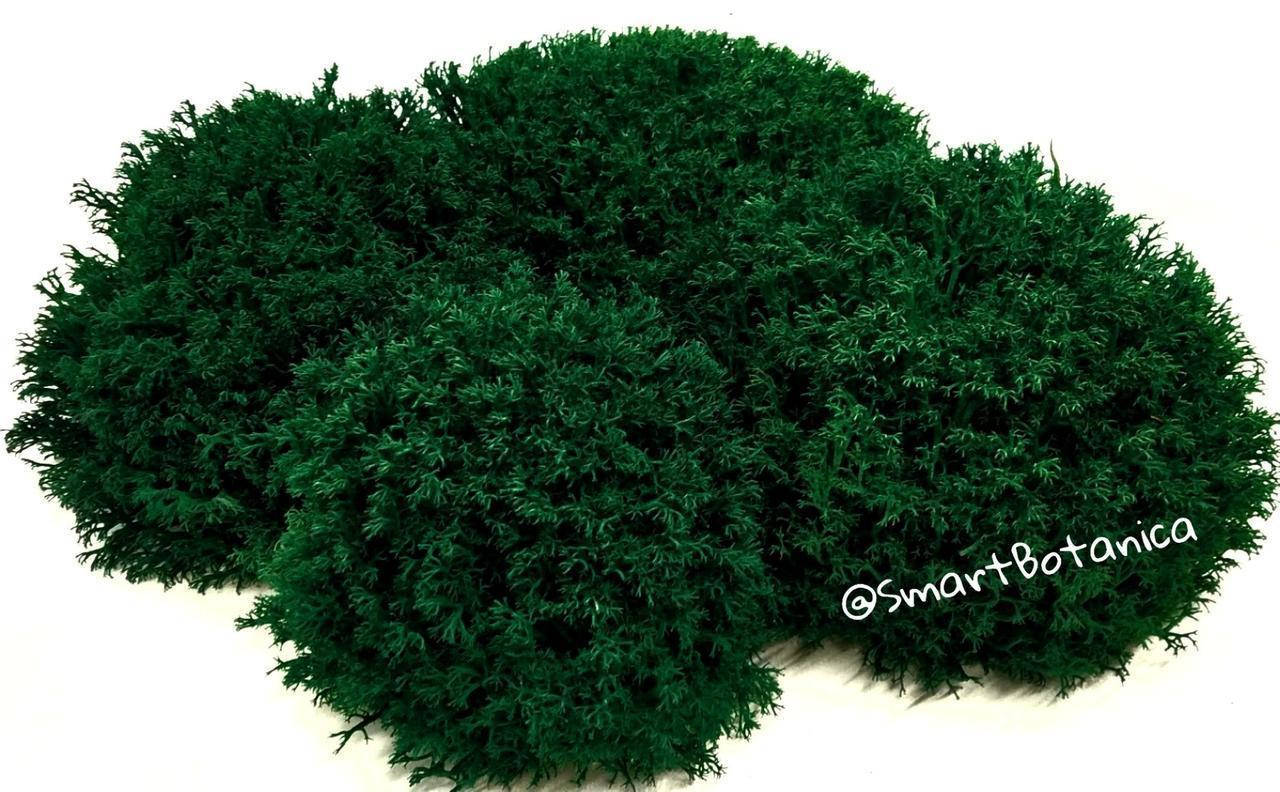 

Стабилизированный мох Ягель Темно-зеленый Dark Green 50 грамм