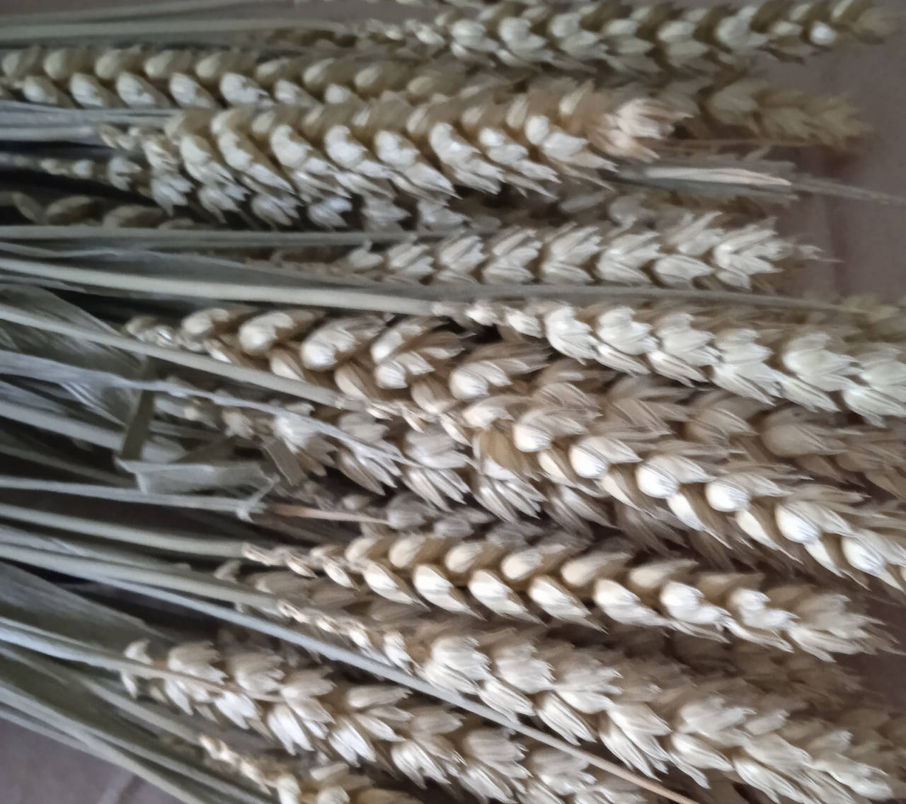 

Сухоцвет пшеница