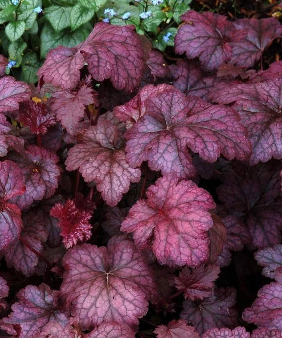 

Гейхера " Аметитс Мист \ Heuchera 'Amethyst Myst ( саженцы ЗКС)