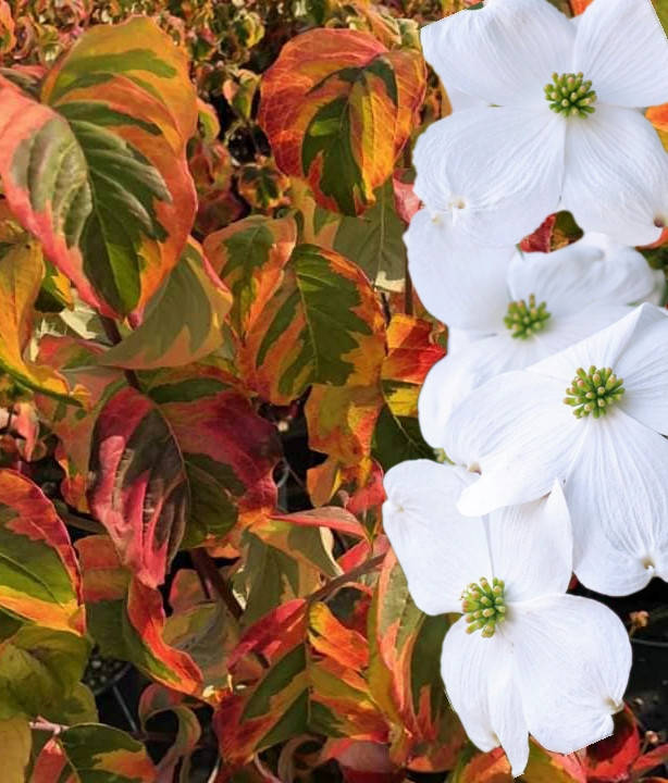 

Дерен флорида Ренбоу \ Cornus florida Rainbow ( саженцы привитые 2года ) Дерен китайский